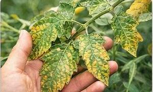 Bitki hastalıkları örneği